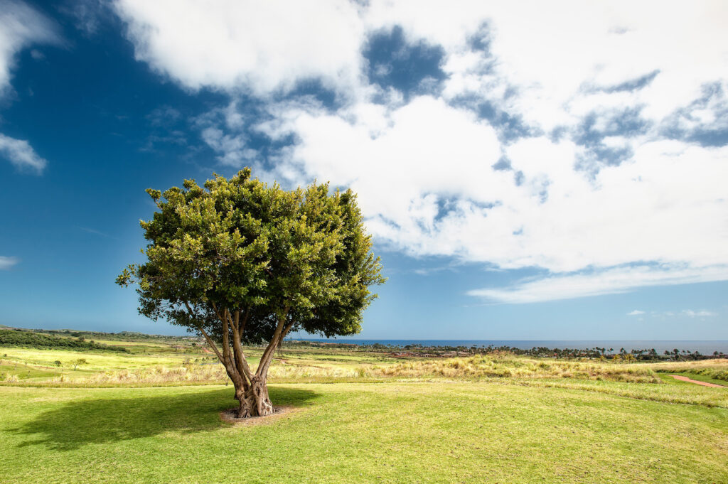 Baum auf grüner Wiese, blauer Himmel